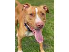 Adopt 2301-1602 Derby a Red/Golden/Orange/Chestnut - with White Pit Bull Terrier