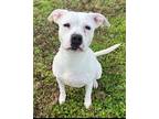 Adopt 2209-0423 Addie a Pit Bull Terrier / Mixed dog in Virginia Beach