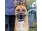 Adopt Jojo (ID# A0051965651) a Belgian Malinois / American Pit Bull Terrier /