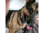 Adopt Chief a Brown/Chocolate - with Tan German Shepherd Dog / Mixed dog in