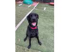 Adopt Captain a Black Labrador Retriever / Mixed dog in Weatherford
