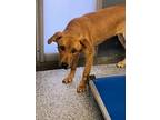 Adopt Sadie a Red/Golden/Orange/Chestnut Redbone Coonhound / Labrador Retriever