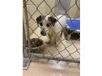 Adopt 15171 a Jack Russell Terrier / Mixed dog in Covington, GA (37255108)