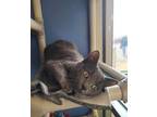 Adopt Riley a Gray or Blue Domestic Shorthair / Domestic Shorthair / Mixed cat