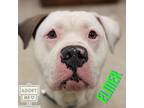 Adopt Elmer a White American Pit Bull Terrier / Mixed dog in Belleville
