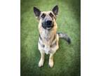Adopt Madeline a Tricolor (Tan/Brown & Black & White) German Shepherd Dog /