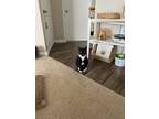 Adopt Kono a Black & White or Tuxedo Domestic Shorthair / Mixed (short coat) cat