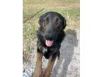 Adopt Dixie a Black - with Tan, Yellow or Fawn German Shepherd Dog / Mixed dog