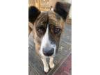 Adopt Peako a Brindle - with White American Pit Bull Terrier / Chow Chow dog in