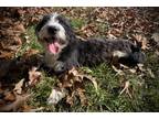 Adopt Stella a Black - with White Dachshund / Shih Tzu dog in Roaring River