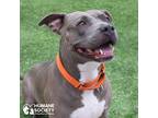 Adopt SHADOW a Gray/Silver/Salt & Pepper - with White Pit Bull Terrier / Mixed