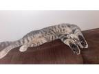 Adopt Jack a Spotted Tabby/Leopard Spotted American Shorthair / Mixed (medium