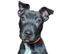 Adopt Leo a Black Mixed Breed (Large) / Mixed dog in Reno, NV (36552554)