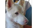 Adopt LAMBO a White - with Red, Golden, Orange or Chestnut Siberian Husky /