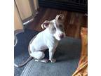 Adopt Stewart a White - with Red, Golden, Orange or Chestnut Pit Bull Terrier /