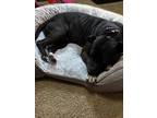 Adopt Puma a Black American Pit Bull Terrier / Mixed dog in Winnebago