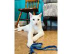 Adopt Nelly a White Domestic Shorthair / Mixed (short coat) cat in St.