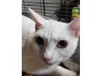 Adopt Pearl a White Domestic Shorthair / Mixed (short coat) cat in St.