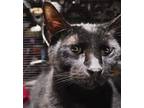 Adopt Eddie Van Halen a All Black Domestic Shorthair / Mixed (short coat) cat in