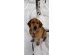 Adopt Noko a Tan/Yellow/Fawn Bloodhound / Mastiff dog in Wausau, WI (37250891)