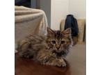 Adopt Rosie a Brown Tabby Dome