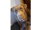 Adopt Bear a Brown/Chocolate Labrador Retriever dog in Irwin, PA (37254436)