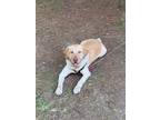 Adopt Rizzo a Tan/Yellow/Fawn Labrador Retriever / Mixed dog in Peoria