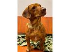 Adopt Rambo a Dachshund / Mixed dog in Weston, FL (37253753)