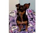 Adopt Thalia a Dachshund / Mixed dog in Weston, FL (37254024)
