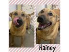 Adopt Rainey a Tan/Yellow/Fawn Australian Cattle Dog / German Shepherd Dog /