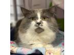 Adopt Cletus Spuckler a Domestic Longhair / Mixed cat in Stouffville