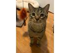 Adopt Mutt a Brown Tabby Domestic Shorthair / Mixed (short coat) cat in