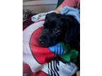 Adopt Ace a Black Labrador Retriever / Retriever (Unknown Type) / Mixed dog in