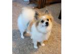 Adopt Bandit a Pomeranian / Mixed dog in Decatur, IN (37247940)
