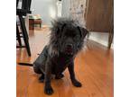 Adopt Mahomes a Black Labrador Retriever / Retriever (Unknown Type) / Mixed dog