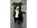 Adopt Astro a Collie / Labrador Retriever / Mixed dog in Salt Lake City