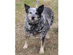 Adopt Gigi a Brindle Australian Cattle Dog / Mixed dog in Bandera, TX (37252747)