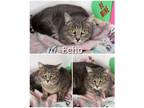 Adopt Echo a Gray, Blue or Silver Tabby Domestic Shorthair (short coat) cat in
