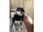 Adopt Piper a Black - with White Husky / Pomeranian / Mixed dog in Finleyville