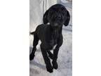 Adopt Skye a Black Pointer / Rottweiler dog in Clear Lake, IA (37248470)