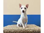 Adopt Ferrari a White Rat Terrier / American Eskimo Dog dog in Barnesville