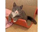 Adopt Guthrie a Gray or Blue (Mostly) Domestic Shorthair / Mixed (short coat)