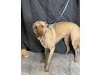 Adopt Roxi (Bonded with Cupid) a Cattle Dog / American Pit Bull Terrier / Mixed
