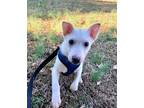 Adopt Genesis a Rat Terrier / American Eskimo Dog dog in Barnesville
