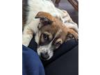 Adopt Duke a Corgi / Australian Cattle Dog / Mixed dog in Weatherford