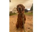Adopt Mogli a Red/Golden/Orange/Chestnut Golden Retriever / Mixed dog in Eugene