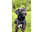 Adopt Luna a Black - with White Labrador Retriever / Boxer / Mixed dog in West