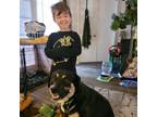 Adopt Payton a Black Rottweiler / Labrador Retriever / Mixed dog in Marana