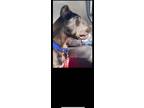 Adopt Onyx a Black Cane Corso / Mixed dog in Snellville, GA (37251029)