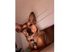 Adopt Jill a Brown/Chocolate Basenji / Mixed dog in Hampton, VA (37251046)